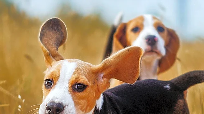 Former Ridglan Farms Beagles Reunite in Madison, Advocates Push for End to Animal Testing