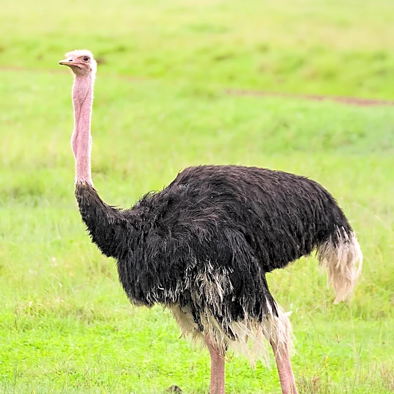 Kentucky Man Develops Ostrich Farm to Address Tick-Borne Red Meat Allergy