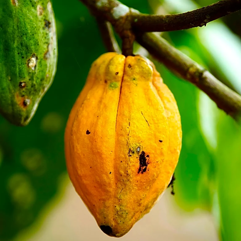 United Nations Development Programme Supports Deforestation-Free Cacao Production in Colombia