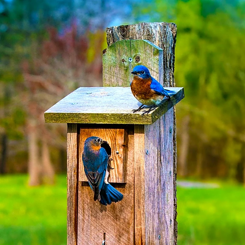 Texas Teenager Aamir Tinwala Installs Over 750 Nesting Boxes for Native Bird Species