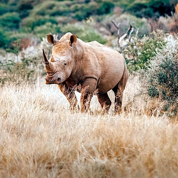 Hollywood Star William Holden's Kenyan Game Farm Becomes Pioneering Wildlife Breeding Project