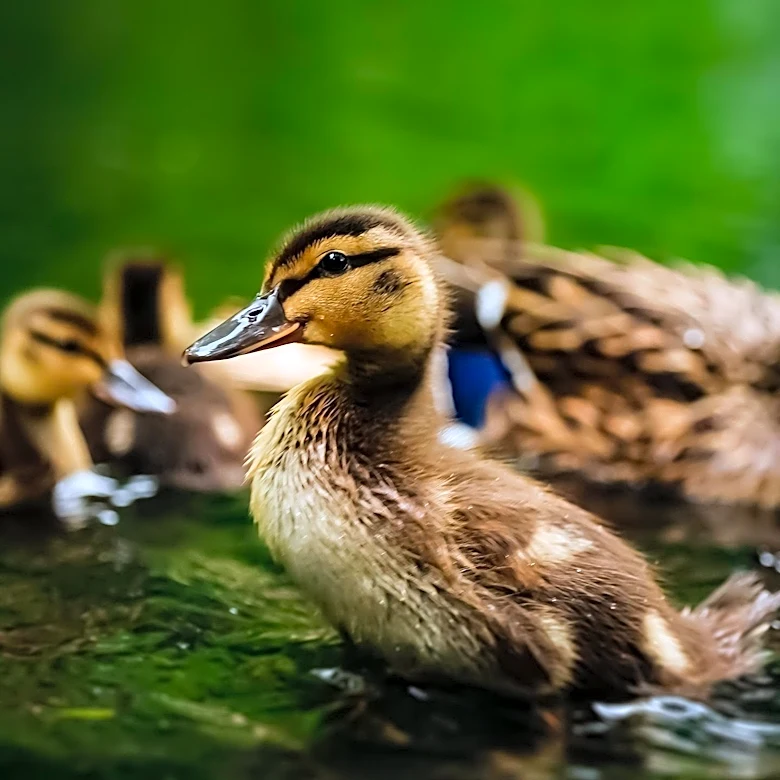 Virginia Teenager's Backyard Pond Project Evolves into Thriving Wildlife Ecosystem Over Nine Years