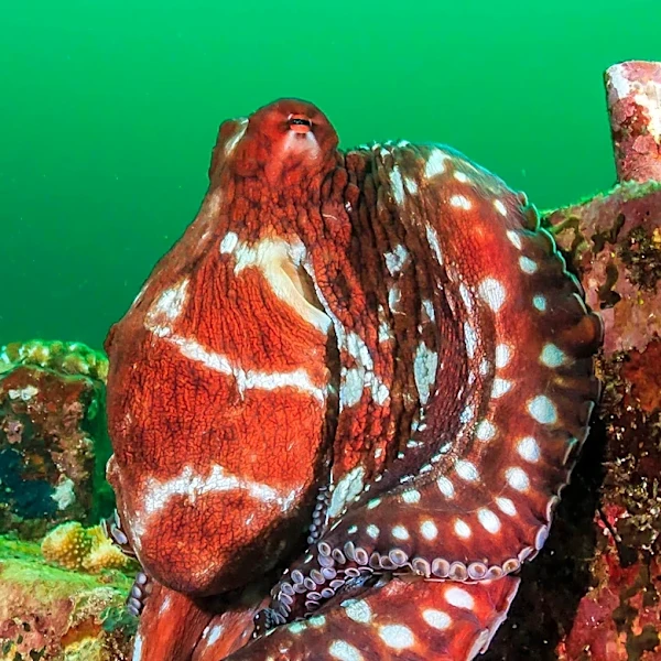 James Cameron-Produced Docu-Series 'Secrets of the Octopus' to Premiere, Highlighting Cephalopod Intelligence