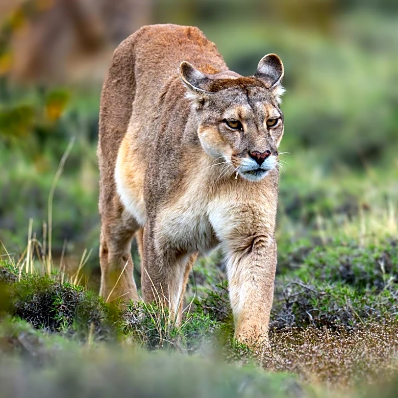 Extinct North American Cat, 'American Cheetah,' Identified as Puma Relative with Arctic Adaptations