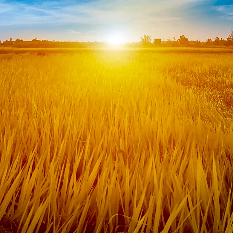 China's National Autumn Grain Production Enters Critical Yield Formation Period