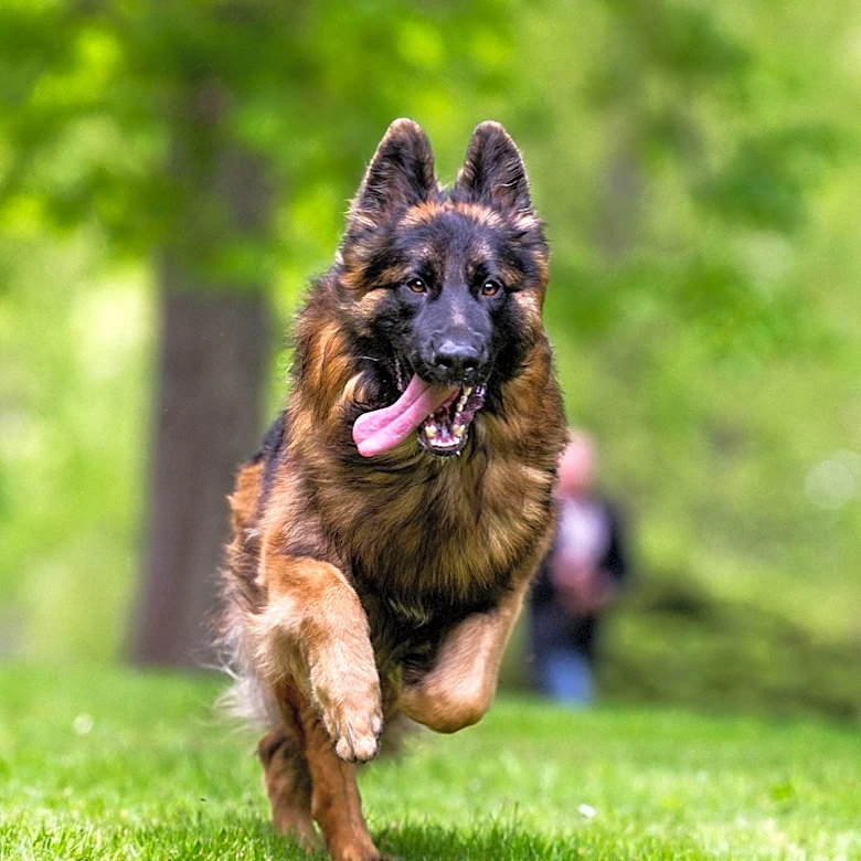 San Diego Sheriff's K-9 Stabbed During Burglar Apprehension in Escondido