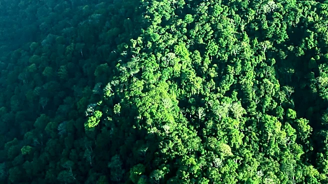 Monteverde Cloud Forest Experiences Drying Conditions Despite Consistent Rainfall