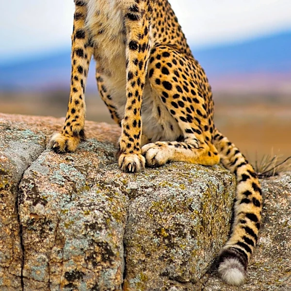 New Genetic Research Reveals Extinct American 'Cheetah' Was Fish-Eating Puma Relative