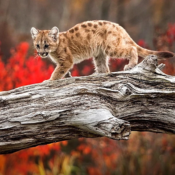 Mountain Lion Spotted in San Francisco's Panhandle Park Departs on its Own