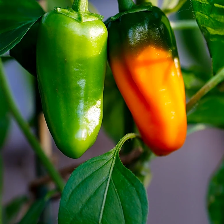 NASA Successfully Grows Hatch Chile Peppers on ISS, Observing Unique Straight Stem Growth in Microgravity