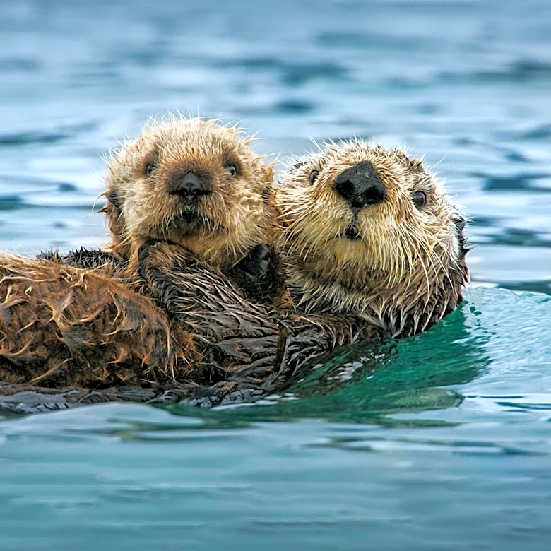 Alaskan Wolves Shift Diet to Sea Otters, Raising Mercury Contamination Concerns