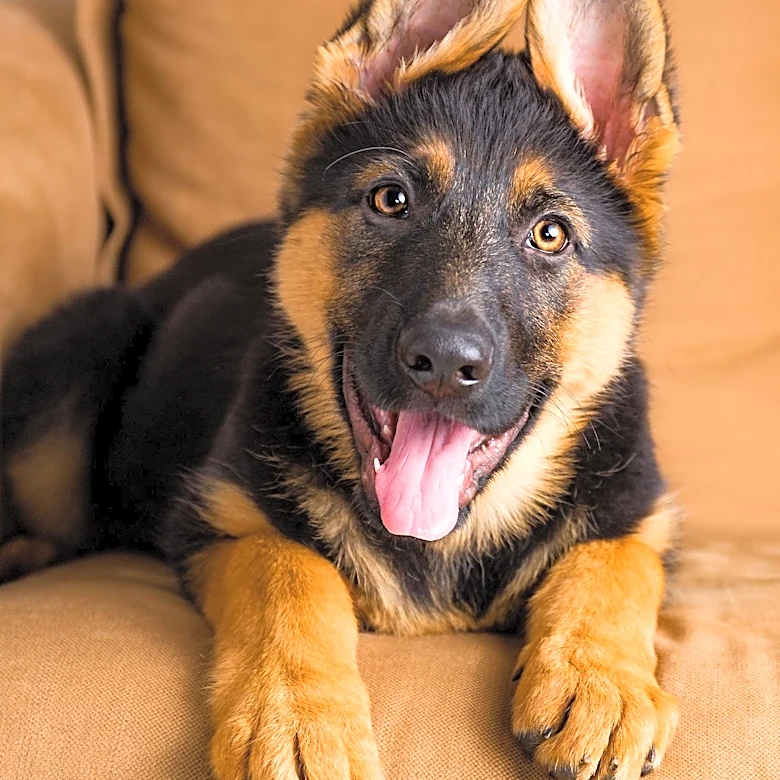 North Texas TSA K-9 'Bolt' Wins National 'Cutest Canine Contest'