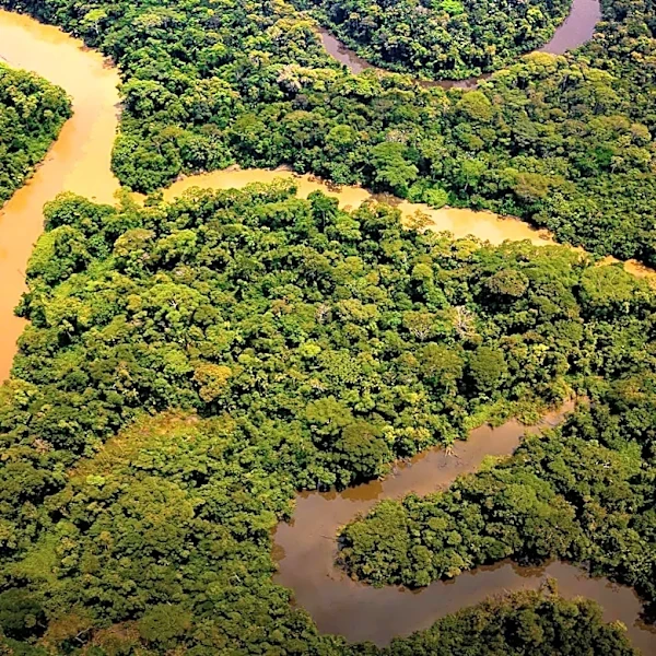 Florida Atlantic University Researchers Discover Hidden Biodiversity in Congo Basin Rainforest