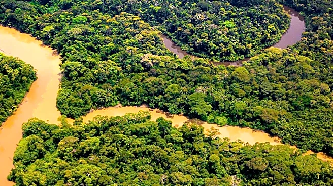 Florida Atlantic University Researchers Discover Hidden Biodiversity in Congo Basin Rainforest