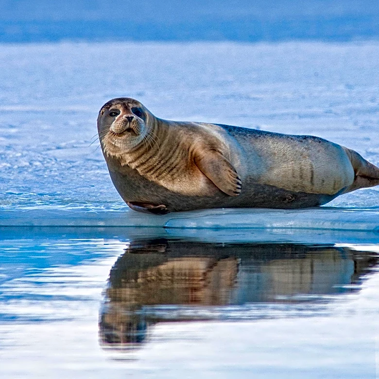 Man Throws Dead Fish at Leopard Seal on Petone Beach, Facing Potential Legal Action