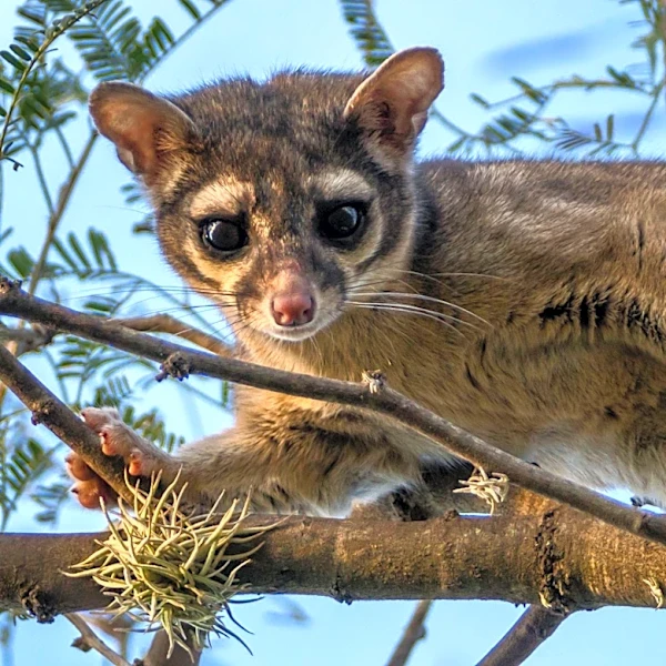 Rare Ringtail Discovered in Colorado Kitchen, Rescued by Wildlife Center