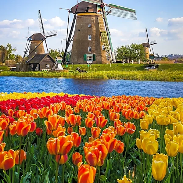 Amnesty International Criticizes Netherlands' Proposed Laws for Discrimination and Privacy Violations