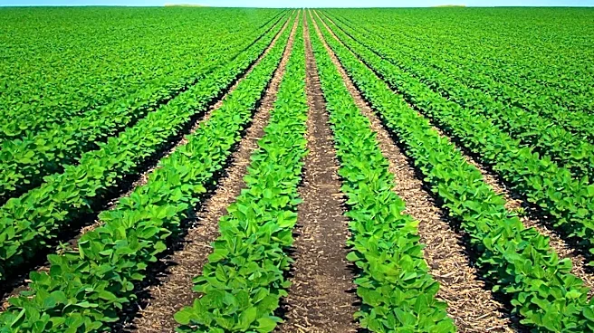 Governor Rhoden and Challenger Ahlers Debate Agricultural Issues and Federal Policies in South Dakota