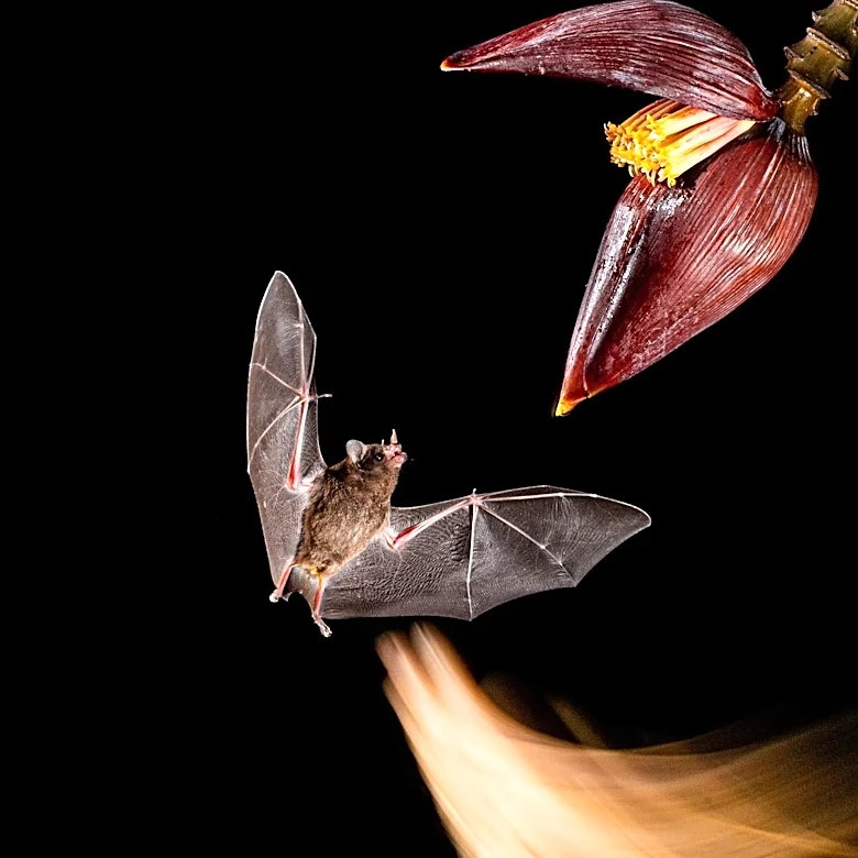 Rare Mexican Bat Species Discovered in Omaha Office Building, Marking First Documented Appearance in Nebraska