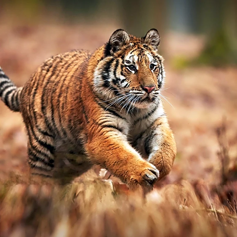 Sumatran Tiger Cubs Vaccinated in Greece as Part of Global Conservation Effort