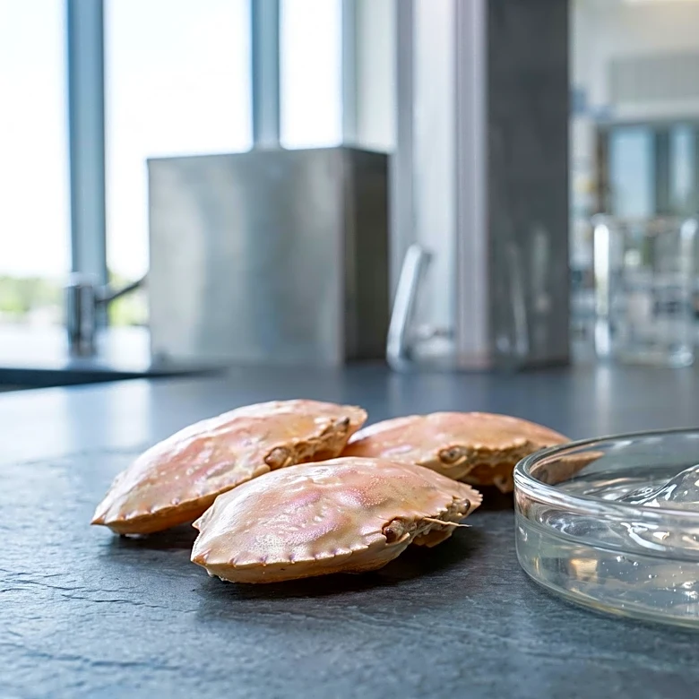 Researchers Develop Biodegradable Zinc Battery Electrolyte from Crab and Shrimp Shells