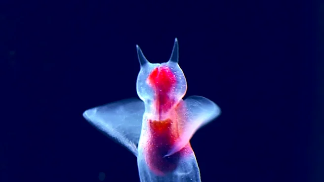 Scientists Discover New Marine Microorganism with 'Alien' Reproductive Strategy