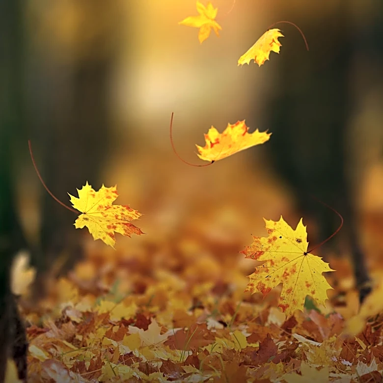 Autumn Equinox to Occur on September 22, 2026, Marking Astronomical Fall