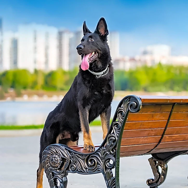 Minneapolis Park Board Discusses Property Tax Increase and New Waterfront Dog Park Search