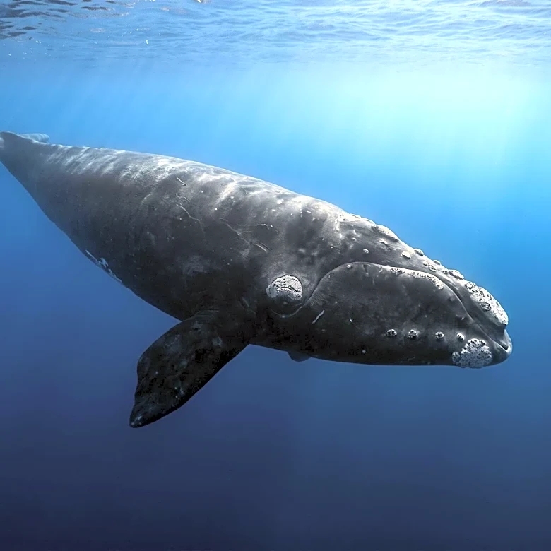 Representative Mike Levin Honors Encinitas Filmmakers for Conservation Efforts