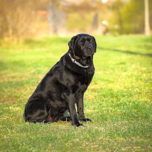 Illinois Family's Black Lab Dies After Being Left in Hot Doggy Daycare Van
