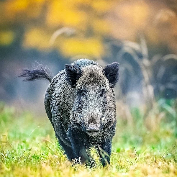 Feral Swine Populations Surge Across U.S., Posing Significant Agricultural Threat