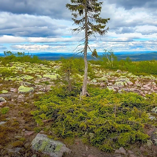 Public Opposition Halts Forest Service Plan to Remove Historic Inscribed Tree from Washakie Wilderness
