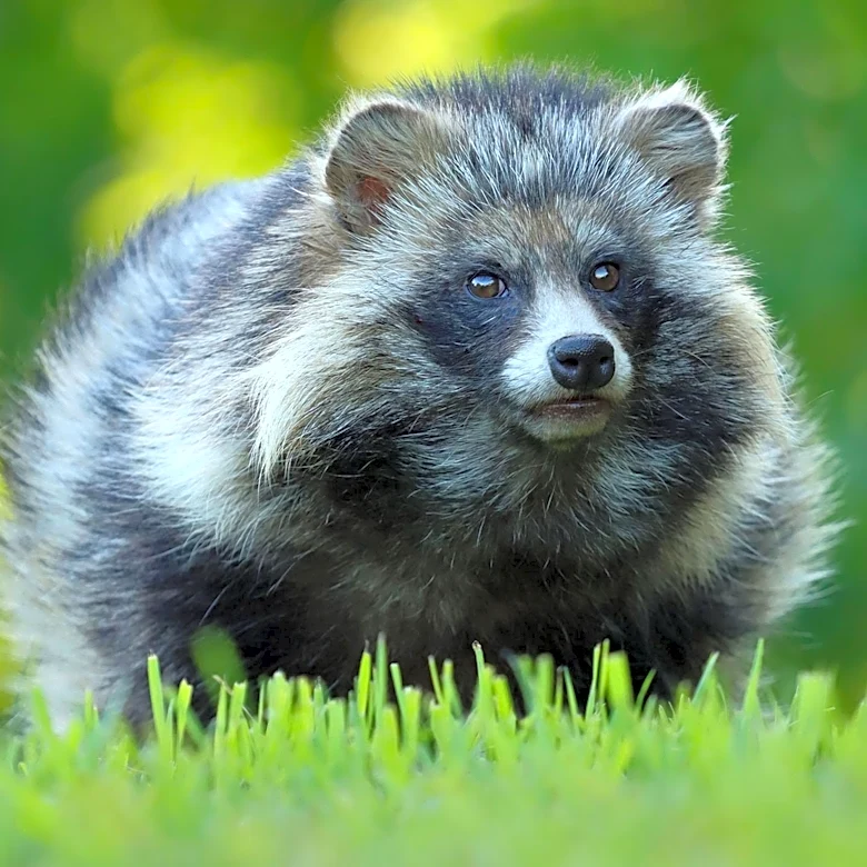 Warwick, Rhode Island, Reports Significant Increase in Rabies Cases, Prompting Public Health Concerns