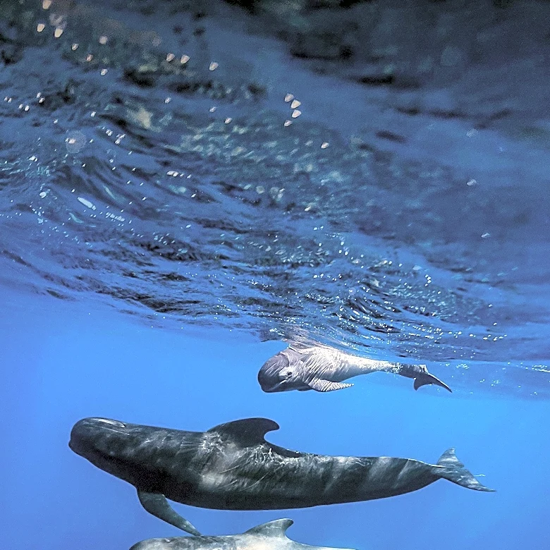New Study Reveals High Incidence of Plastic Pollution in Hawaiian Short-Finned Pilot Whales