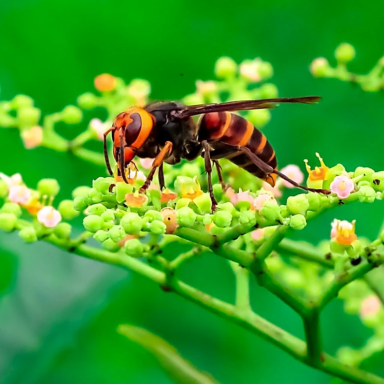 Georgia and South Carolina Combat Invasive Yellow-Legged Hornet Threatening Honeybee Colonies