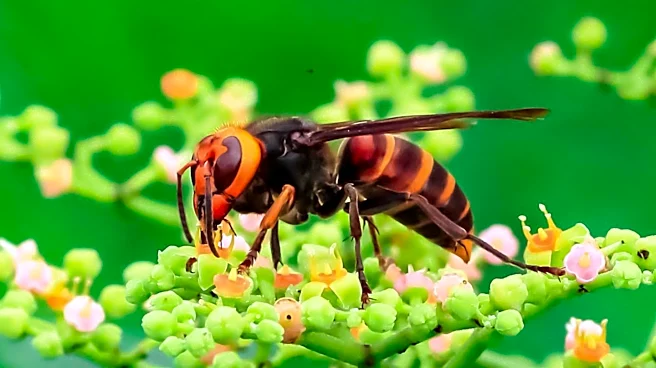 Georgia and South Carolina Combat Invasive Yellow-Legged Hornet Threatening Honeybee Colonies