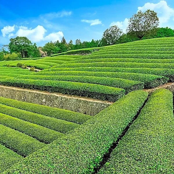 USDA Organic Standards Permit Fertilizer Use in Tea Cultivation, Clarifying Consumer Misconceptions