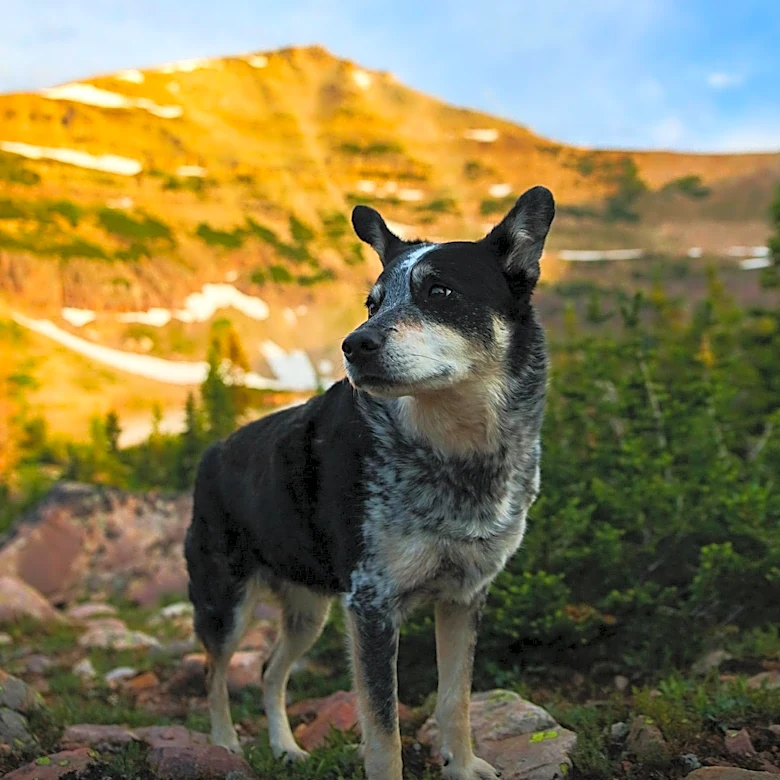 Idaho Falls Man Jonathan Bailey and Dog Wrigley Missing in Wyoming Mountains