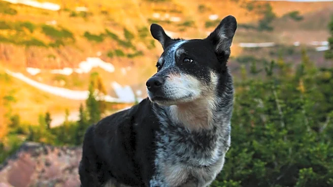 Idaho Falls Man Jonathan Bailey and Dog Wrigley Missing in Wyoming Mountains