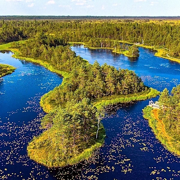 North Carolina Peatland Restoration Project Aims to Curb Carbon Emissions