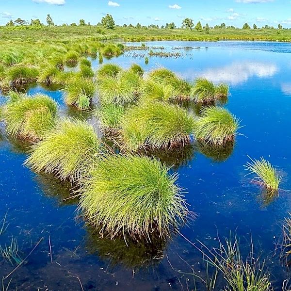 North Carolina Peatlands Undergo Restoration to Combat Climate Change and Preserve Biodiversity