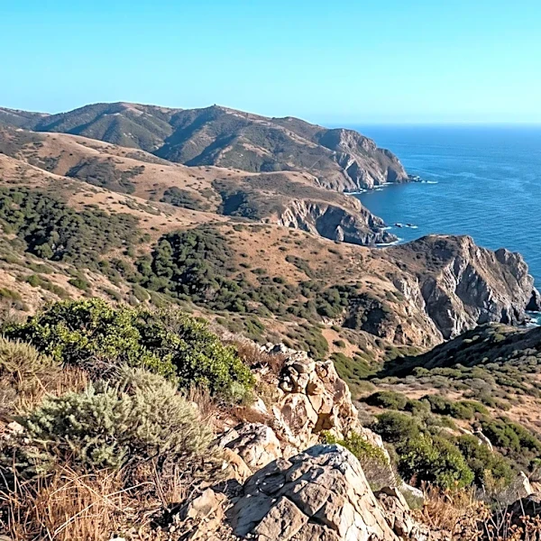 Killing of Catalina Island's Invasive Mule Deer Begins Amidst Controversy