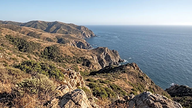 Killing of Catalina Island's Invasive Mule Deer Begins Amidst Controversy