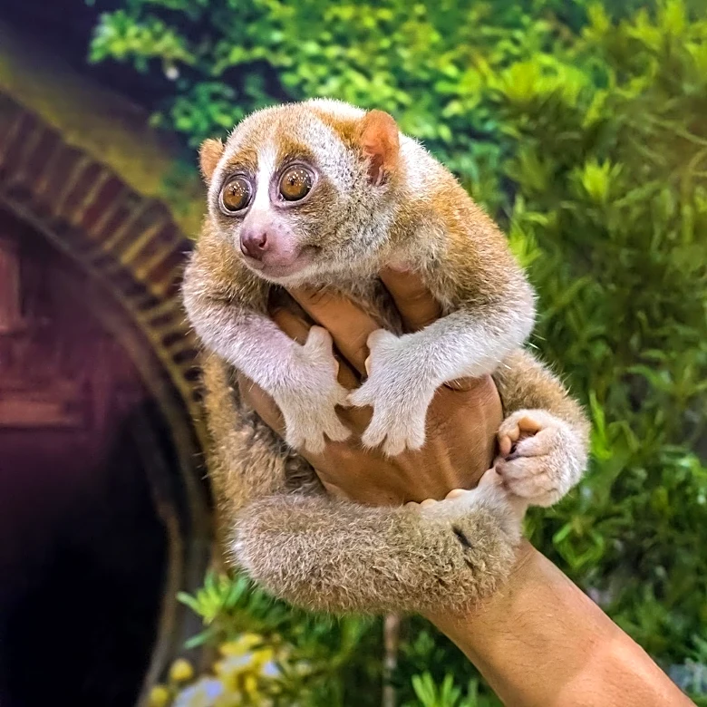 Exotic Pet Trade Poses Significant Zoonotic Disease Risks in India, Raising Global Health Concerns
