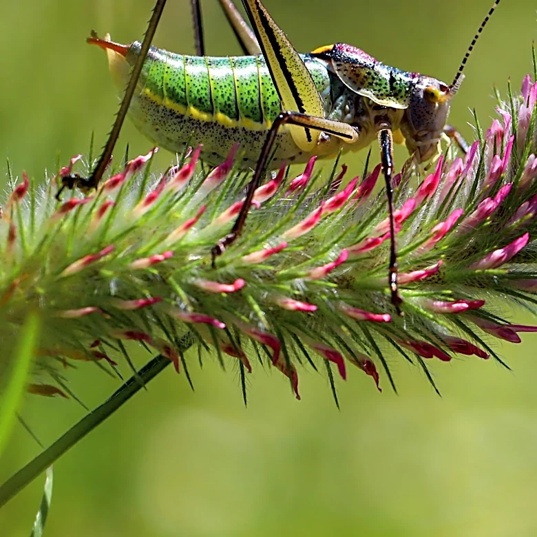 Scientists Reconstruct Jurassic Insect Sounds, Revealing Ancient Acoustic Diversity