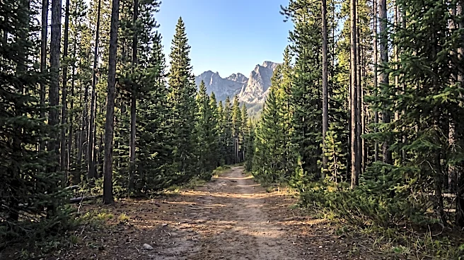 Female Hiker Suffers Life-Altering Injuries in Montana Grizzly Bear Attack