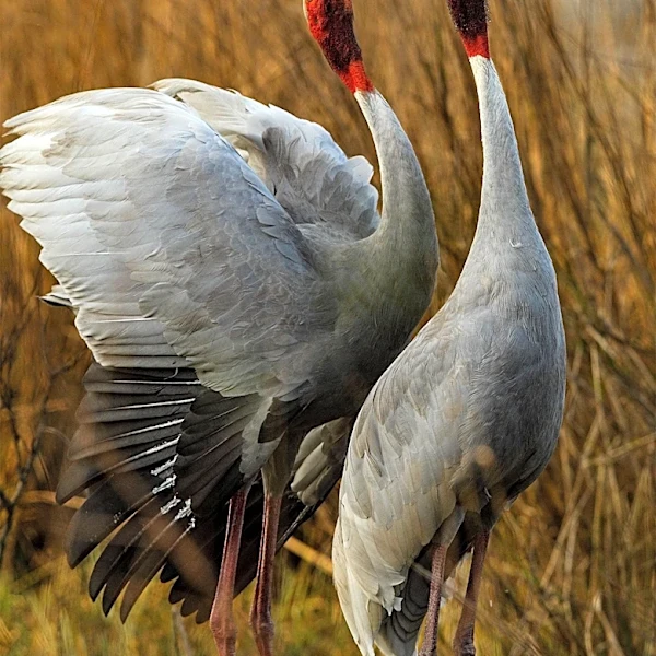 Cranes Nest, Virginia: A Microcosm of Appalachian History from Civil War to Coal and Environmental Reclamation