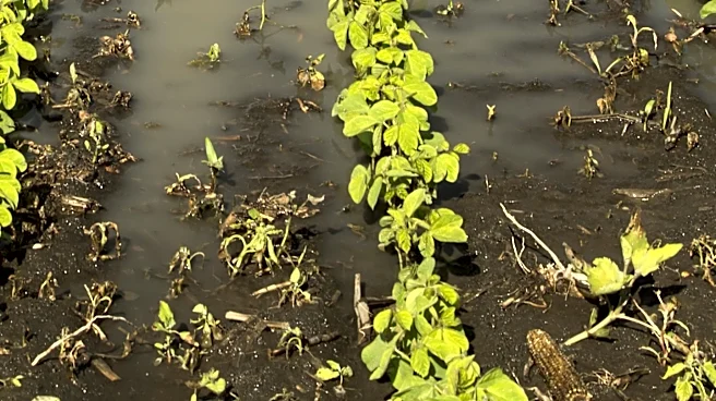 Brookings County Sheriff's Office Investigates Intentional Damage to Soybean Field
