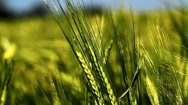 Southern Plains Winter Wheat Producers Face Worsening Drought Conditions Ahead of Planting Season