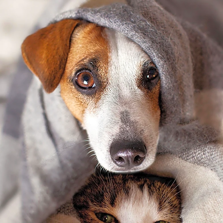 Study Reveals Dogs and Cats Carry Antibiotic-Resistant Bacteria Also Found in Humans